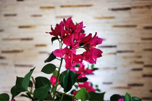 smart unit » Full-Service Digitalagentur - Agentur Inside: Schöne Pflanze